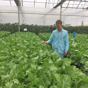 Greenhouses in full production