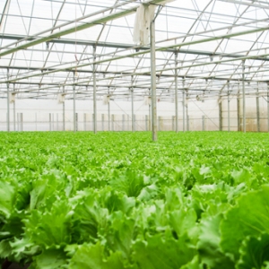 The Fruit Republic expands its modern greenhouse production in Dalat