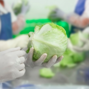 The Fruit Republic becomes McDonalds SQMS certified for shredded iceberg lettuce