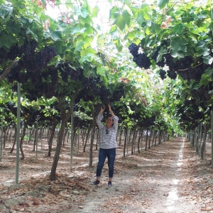 TFR team visits best grape producing company in Spain