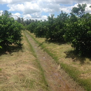 TFR farmers switch to cover crops and mechanical weeding
