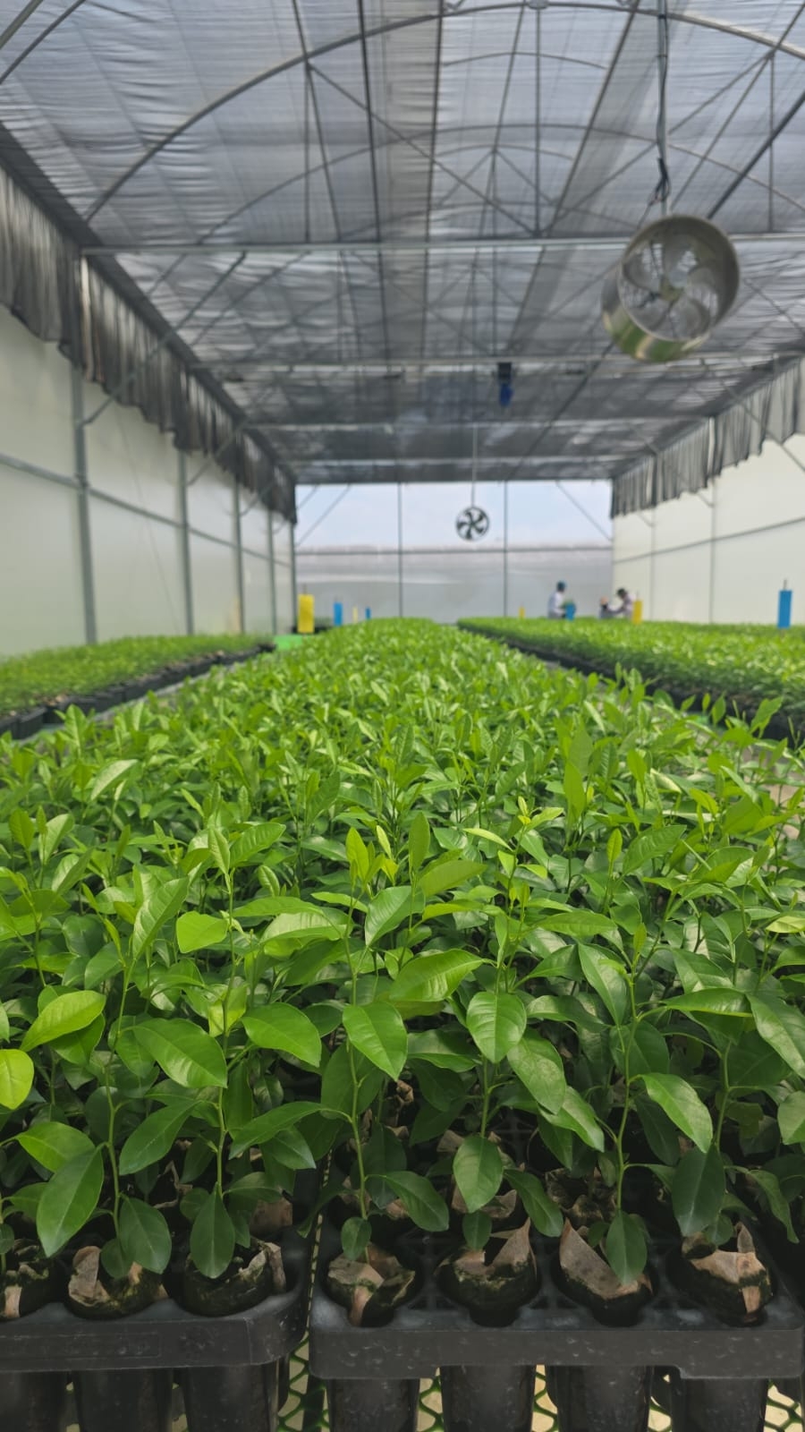 SUCCEEDS Citrus nursery in full production