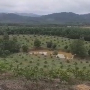 The Fruit Republic to add next organic lime farm